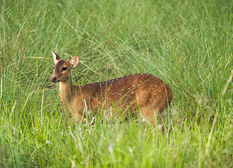 Image showing Sika or spotted deer in elephant grass tangle