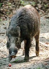 Image showing Wild boar male feeding in the jungle