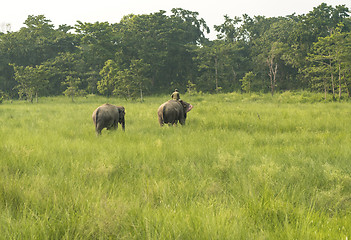 Image showing Mahout or elephant rider with two elephants