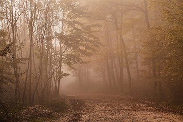 Image showing Forest path in mist