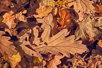 Image showing Fallen autumn leaves