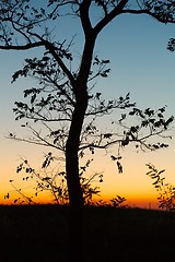 Image showing Bare trees silhouettes