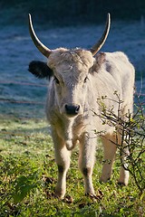 Image showing Hungarian Grey Cattle