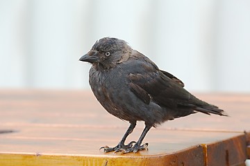 Image showing Young crow on a table