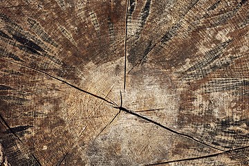 Image showing Tree trunk texture