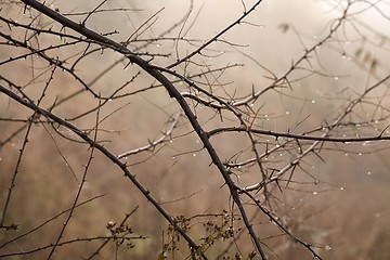 Image showing Branches in fog