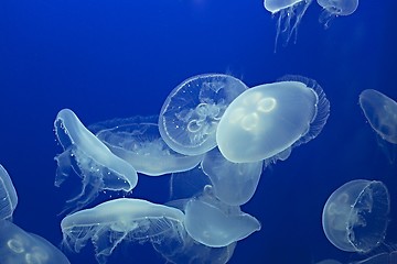 Image showing Jellyfish Drifting Background