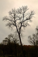 Image showing Bare tree branches