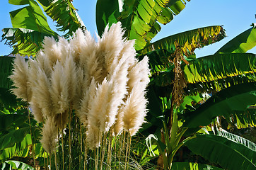 Image showing Cortaderia