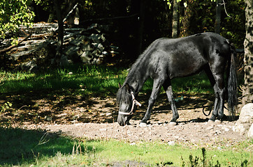 Image showing Black Horse