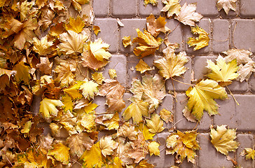Image showing Autumn colorful leaves background