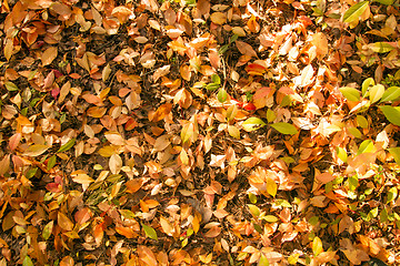 Image showing Autumn colorful leaves background