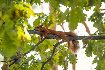 Image showing Squirrel are having rest