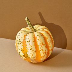 Image showing fresh pumpkin with long shadow on colored paper background