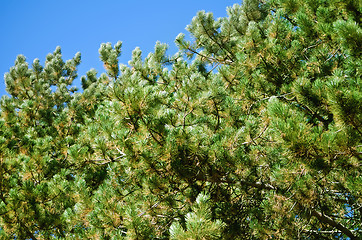 Image showing Pine Branches