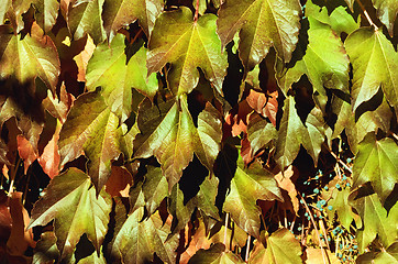 Image showing Virginia Creeper