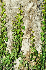 Image showing English Ivy