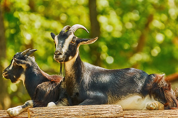 Image showing Goats on Stack of Wood