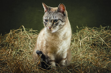 Image showing Cat in the Hay