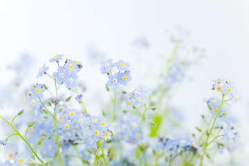 Image showing Flowers