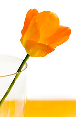 Image showing tulip