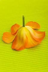 Image showing Tulip flower