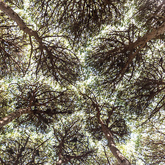 Image showing Dense pine trees forest texture