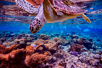 Image showing Sea turtle swims under water on the background of coral reefs