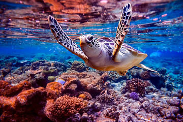 Image showing Sea turtle swims under water on the background of coral reefs