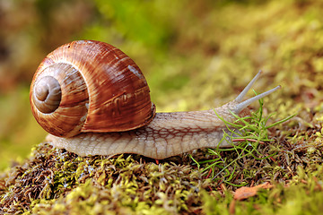 Image showing Helix pomatia also Roman snail, Burgundy snail