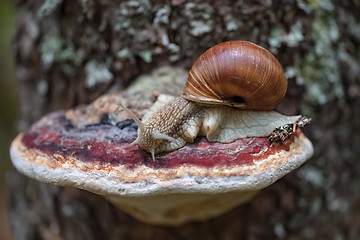 Image showing Helix pomatia also Roman snail, Burgundy snail