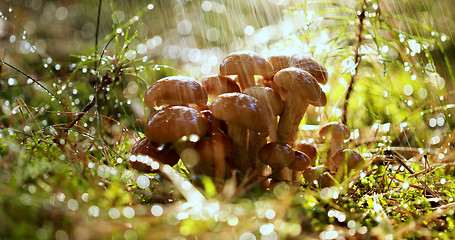 Image showing Armillaria Mushrooms of honey agaric In a Sunny forest in the ra