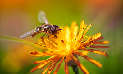 Image showing Bee collects nectar from flower crepis alpina
