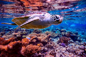 Image showing Sea turtle swims under water on the background of coral reefs