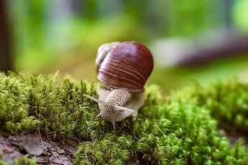 Image showing Helix pomatia also Roman snail, Burgundy snail