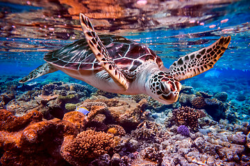 Image showing Sea turtle swims under water on the background of coral reefs