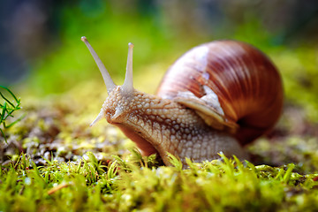 Image showing Helix pomatia also Roman snail, Burgundy snail