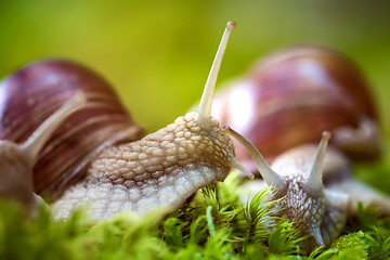 Image showing Helix pomatia also Roman snail, Burgundy snail