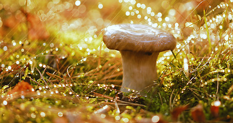 Image showing Mushroom Boletus In a Sunny forest in the rain.