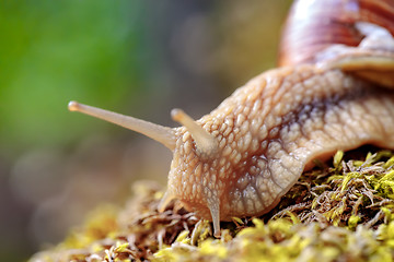 Image showing Helix pomatia also Roman snail, Burgundy snail