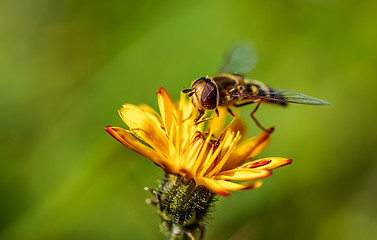 Image showing Bee collects nectar from flower crepis alpina