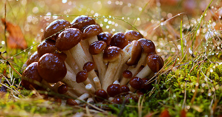 Image showing Armillaria Mushrooms of honey agaric In a Sunny forest in the ra