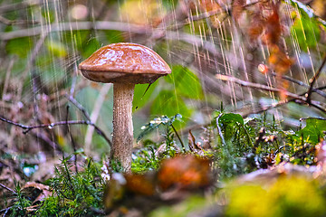 Image showing Boletus mushroom in the rain