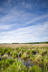 Image showing Wetland marshes