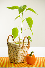 Image showing Orange pepper plant