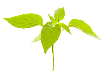 Image showing Pepper plant