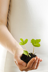 Image showing Strawberry plant