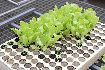 Image showing Seedlings of Salad