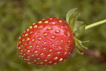 Image showing Strawberry