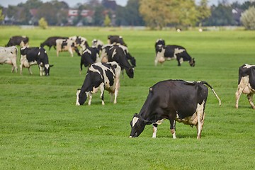 Image showing Cows on a farm